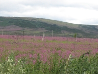 The hills were covered with fireweed